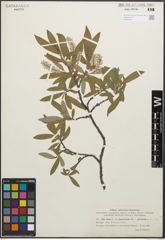 Foto von Salix glauca var. appendiculata Wahlenb. x Salix phylicifolia L.